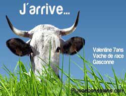 valentine vache gascone du salon international agriculture 2012