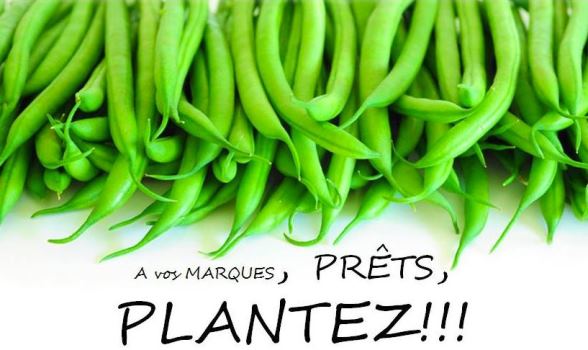 concours-potager-daucy-haricots-verts