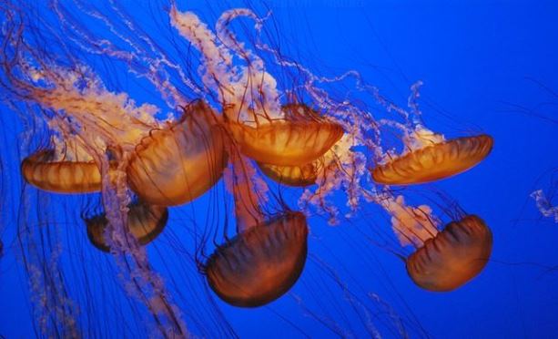 des-meduses