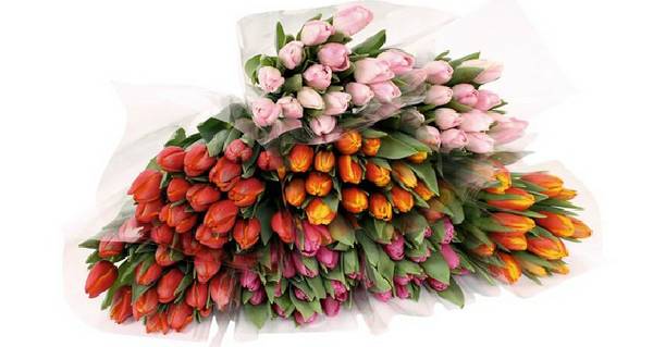 15 tulipes à moins de 4€ dans les magasins Auchan