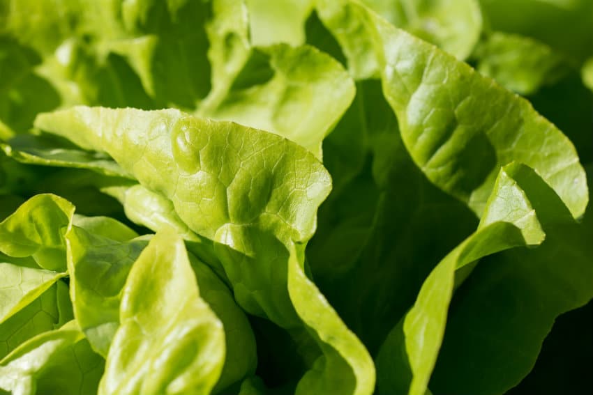 attention aux salmonelles dans les salades en sachets
