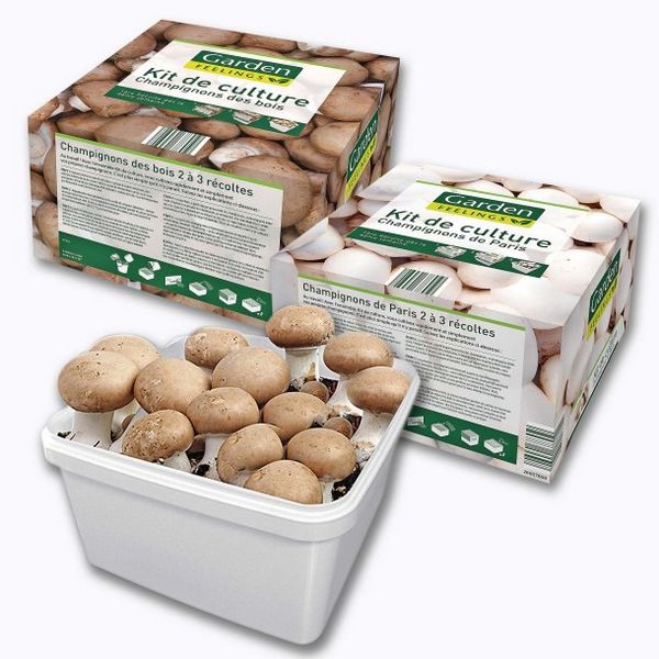 Un kit de culture de champignons à moins de 4 € chez Aldi