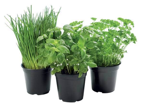 Plantes aromatiques bio en pot à 1,39 € chez Lidl
