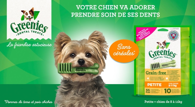 Échantillon gratuit de bâtonnet à mâcher Greenies pour chien